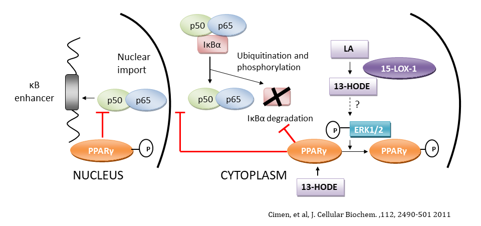 Lipid metabolism pathways